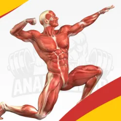 Types (kinds) of Muscle Fibers