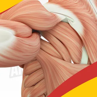 Types of Muscle Fibers (2 part)