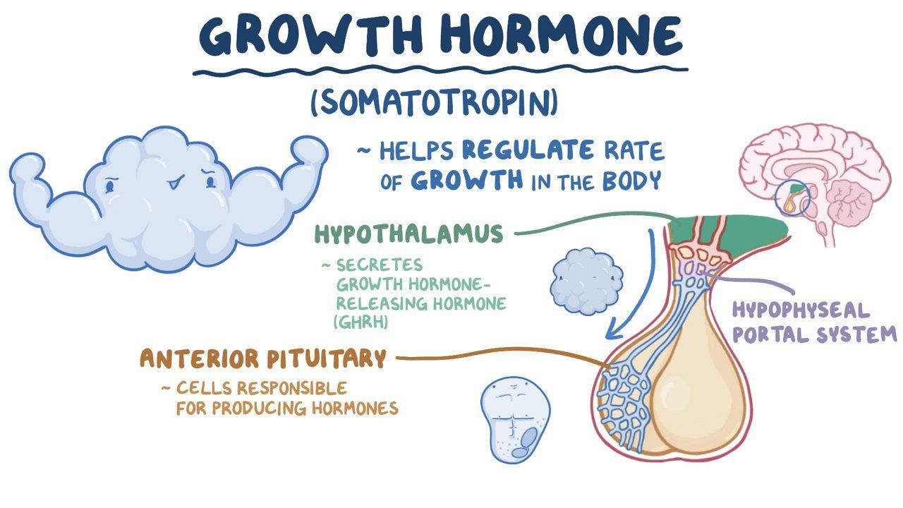 How growth hormone works