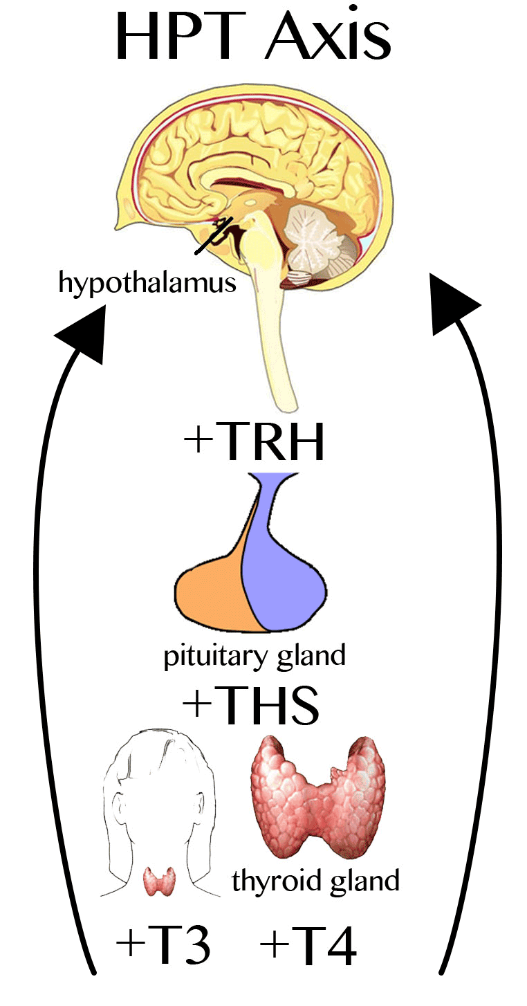 HPTA Axis